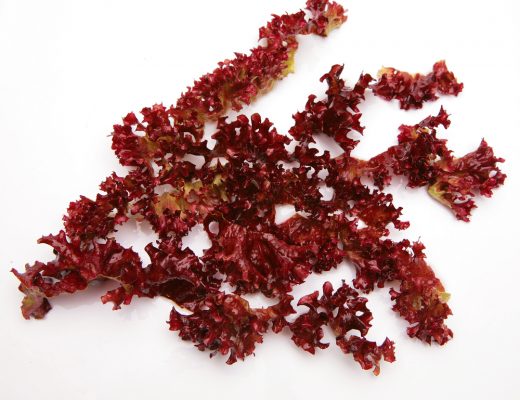 this red algae is a strain of seaweed that tastes like bacon