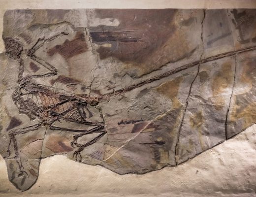 Scientist have found oldest dandruff on feathers from microraptor dinosaurs