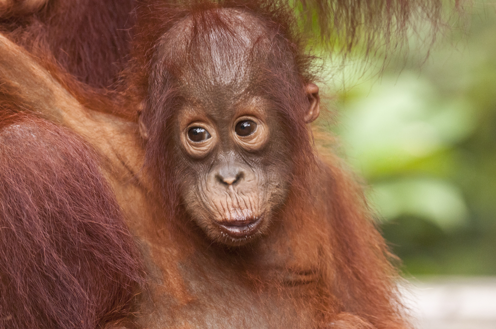 The Tapanuli Orangutan Great Ape is almost extinct
