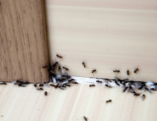 simple method to Get Rid of Ants around the house