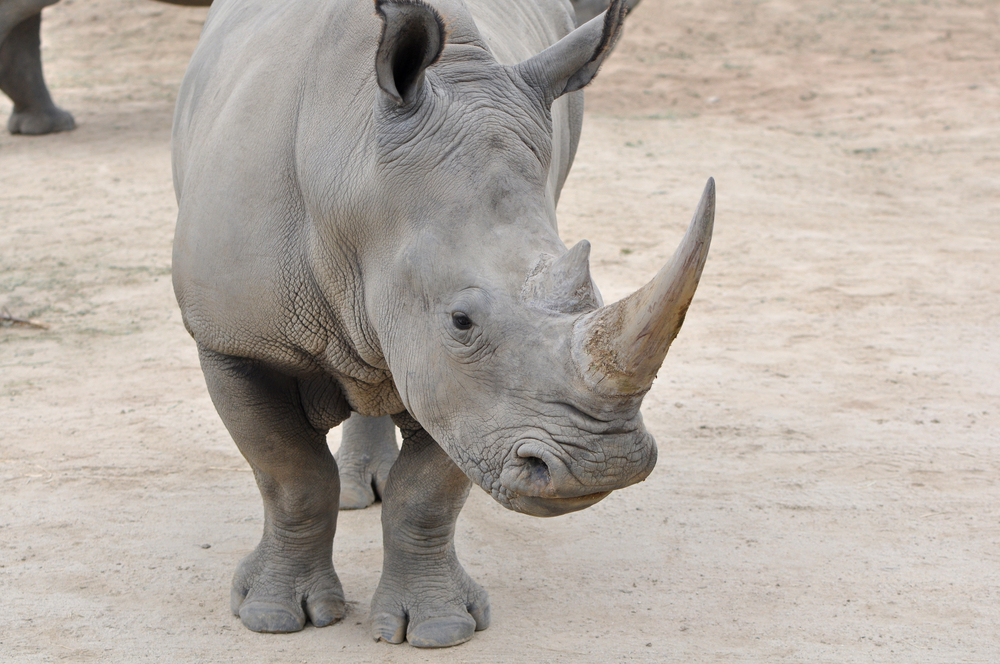 scientists are working on bringing back the northern white rhino through IVF and eggs from najin and fatu