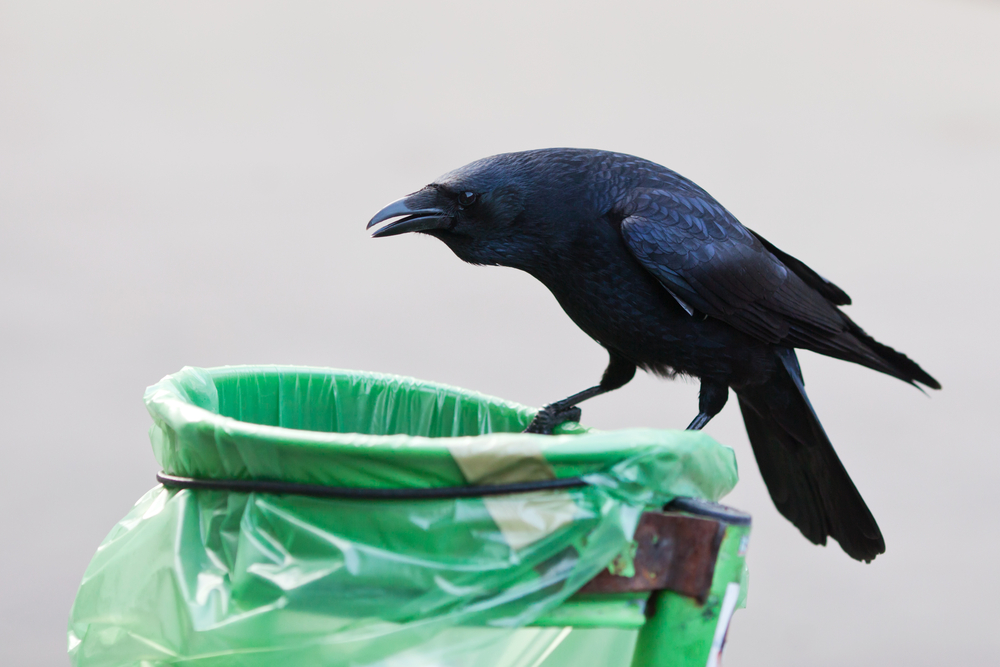 French Puy du Fou theme park has crows picking up litter and cigarette buds in exchange for a treat