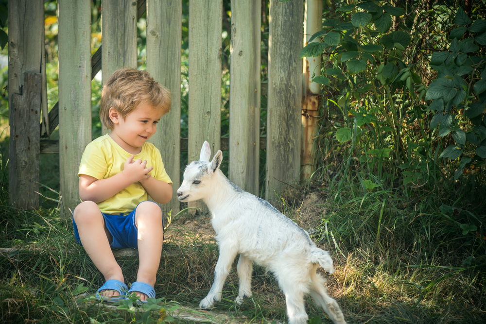 Goats can be perfect pets, just like a dog