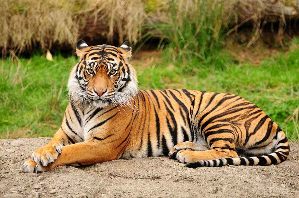 Civetone, a pheromone found in Calvin Klein's Obsession for Men, attracts tigers