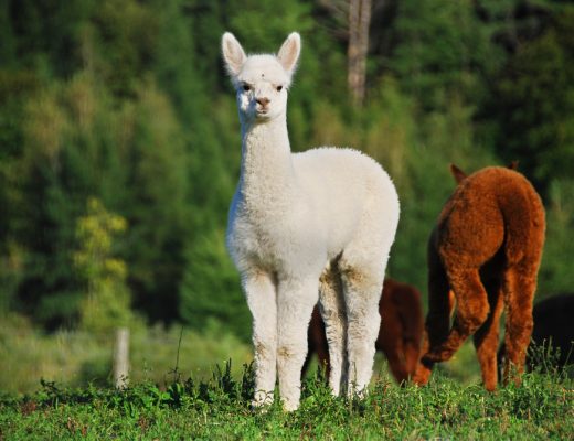 llama blood contains antibodies that can act as natural flu vaccine