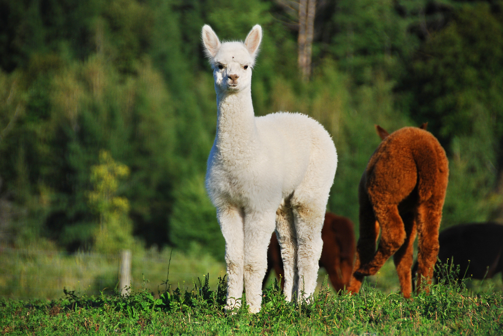 llama blood contains antibodies that can act as natural flu vaccine