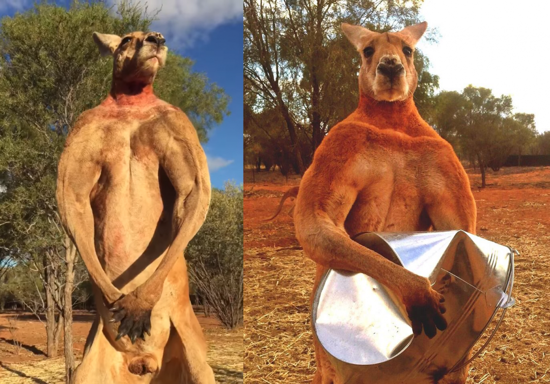 Roger the Kangaroo has died at the Kangaroo Sanctuary in Alice Springs, Australia
